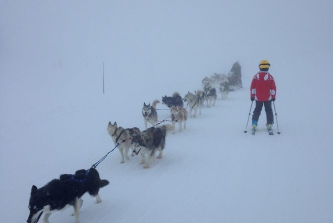 Chiens de traineaux